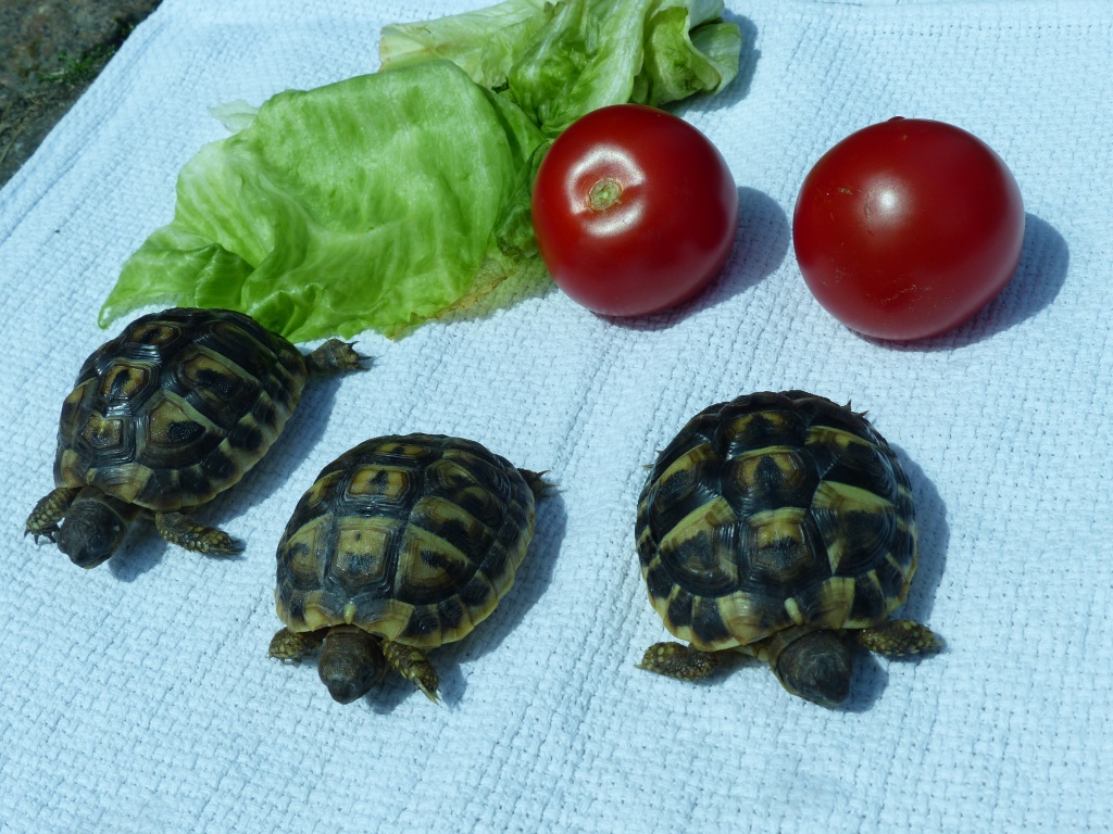 Griechische Landschildkröte Schildkröte aus Freilandhaltung - Reptilien - Hamburg