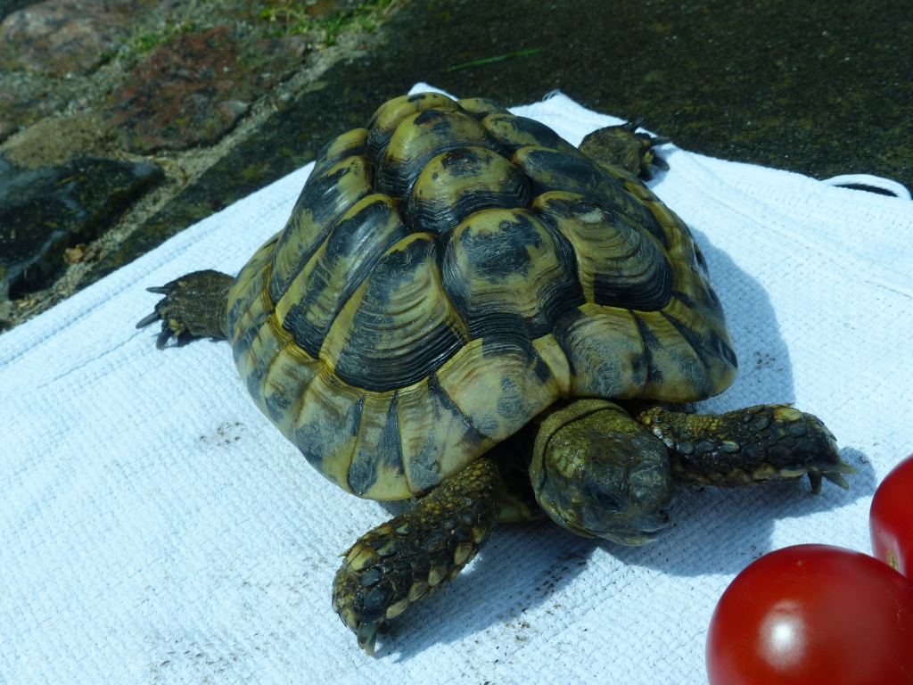 Griechische Landschildkröte Schildkröte , männlich, 18 Jahre aus Freilandhaltung - Reptilien - Hamburg