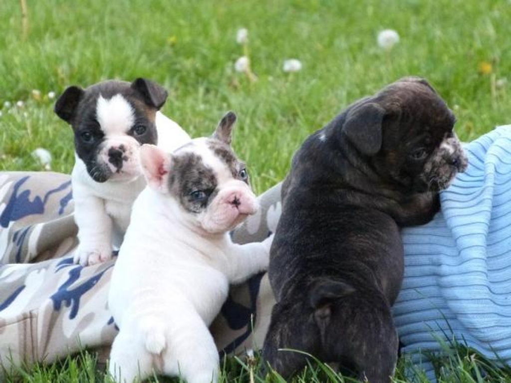Blaue Französische Bulldoggen Welpen abgabebereit - Hunde - Wien