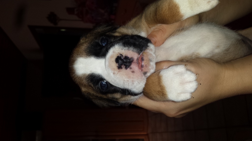 Noch 5 typvolle Boxerwelpen in weiß und gelb suchen.. - Hunde - Wegberg