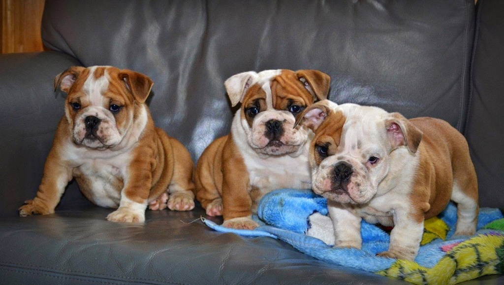 English Bulldog Welpen mit Papiere - Hunde - Ludwigsburg