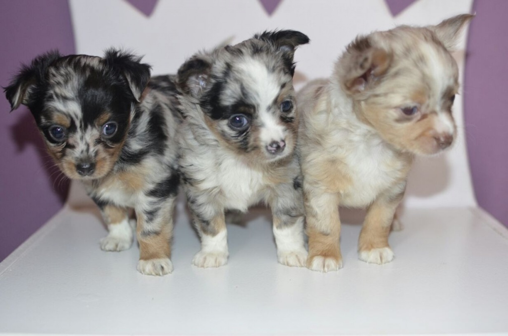 Süsse, reinrassige, langhaar/kurzhaar Chihuahua Welpen! - Hunde - Düsseldorf