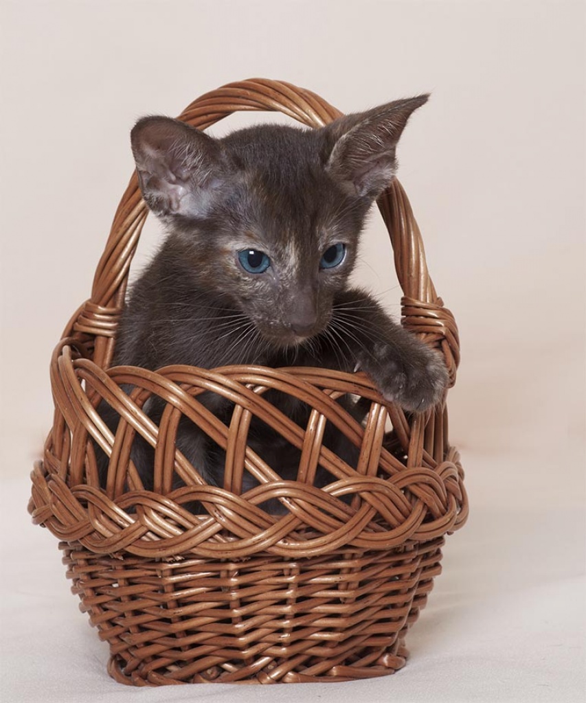 OKH kitten - Katzen - Őrbotty n, Ungarn