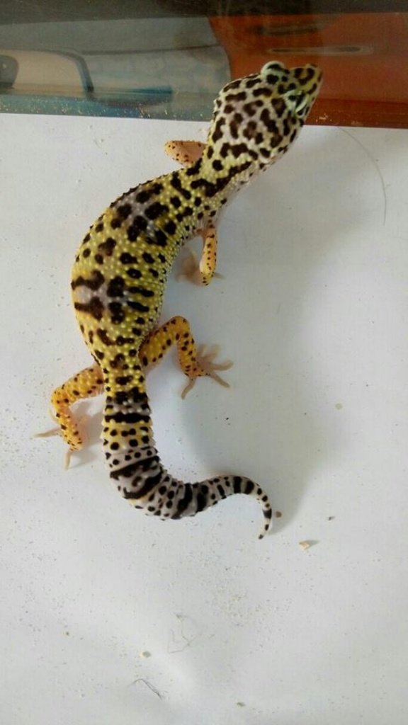 Leopardgeckos NZ 11/14 und 06/15 - Reptilien - Kemberg