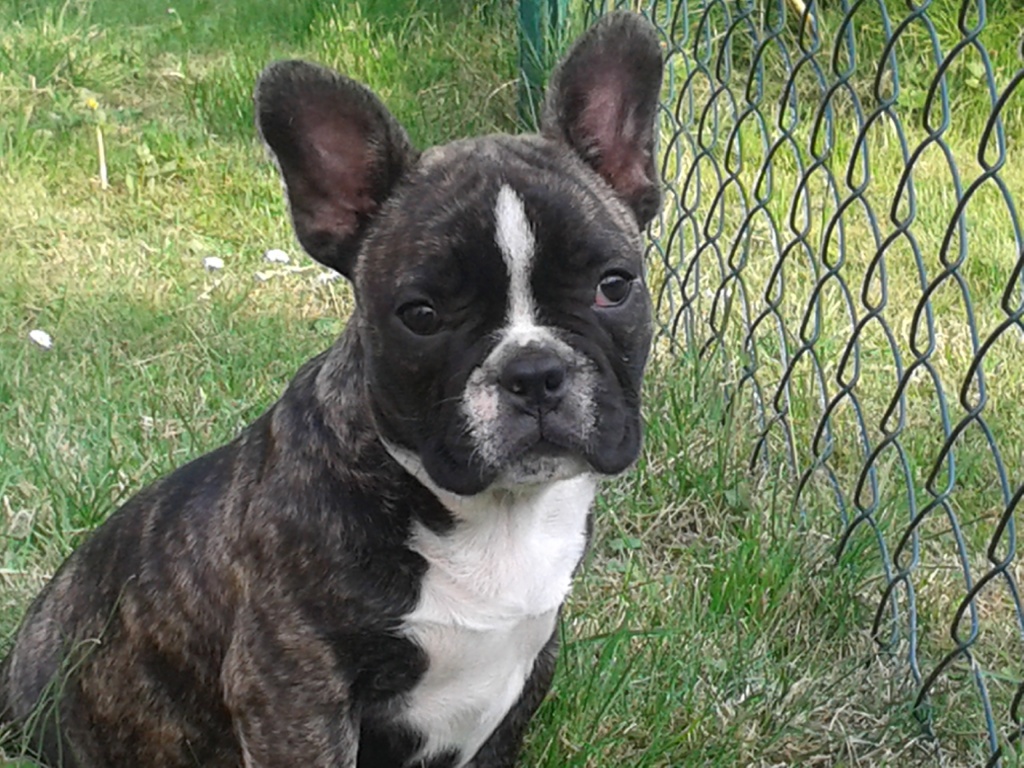 Verkaufe Französische Bulldoggen Welpe ( Hündin ) - Hunde - Gützkow
