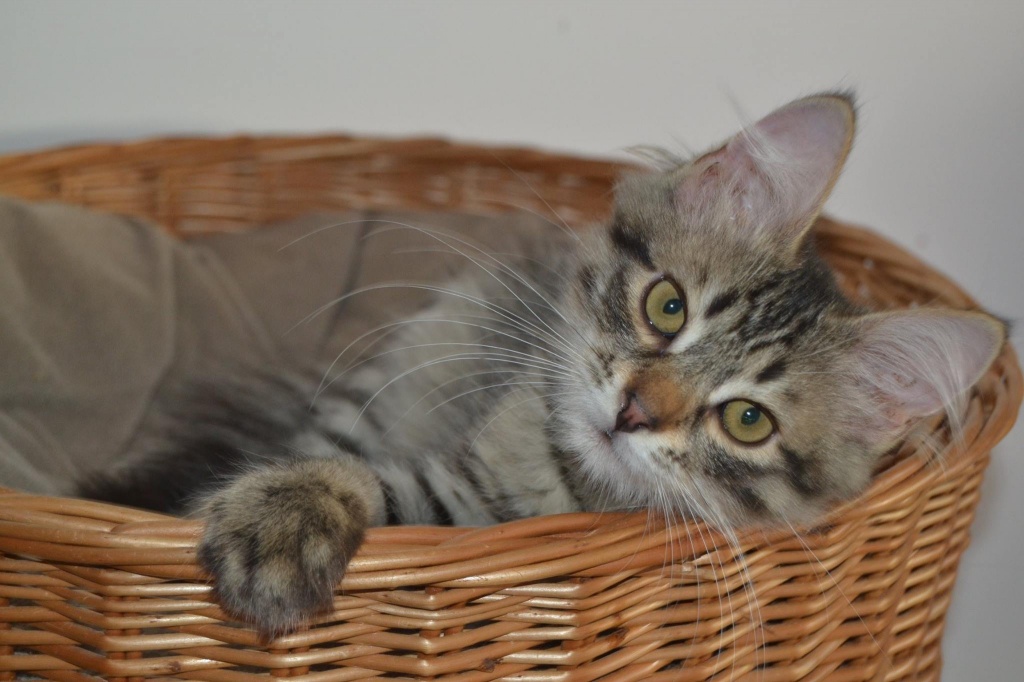 Sibirische Katzenkinder suchen Dich - Katzen - Dortmund