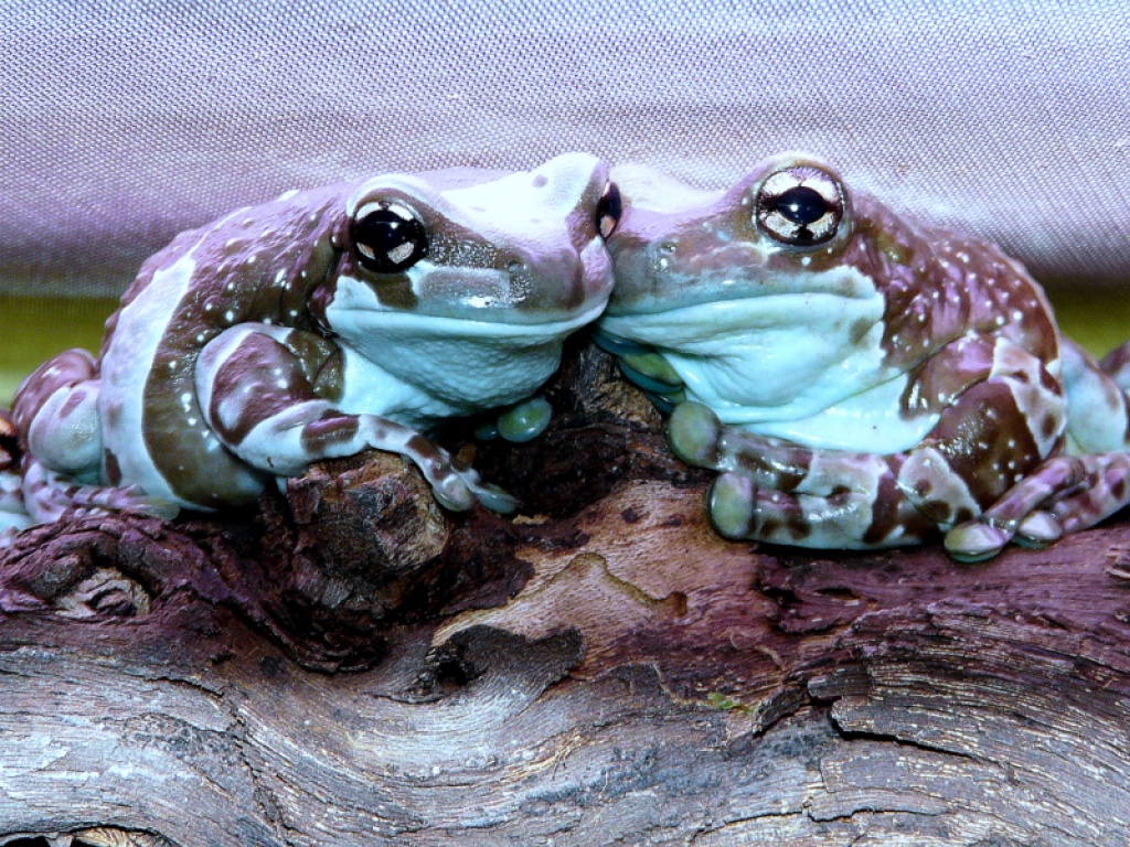 Baumhöhlen-Krötenlaubfrösche  (Phrynohyas resinifictrix) - Amphibien - Neuss