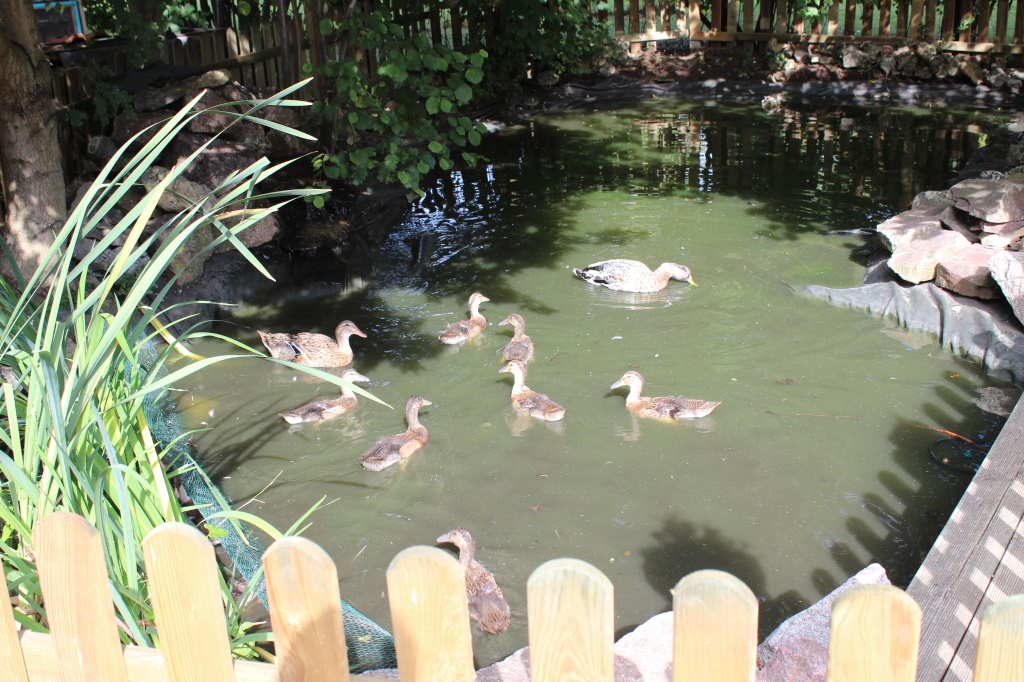 11 Laufenten 6 Wochen alt abzugeben... - Voegel - Balingen