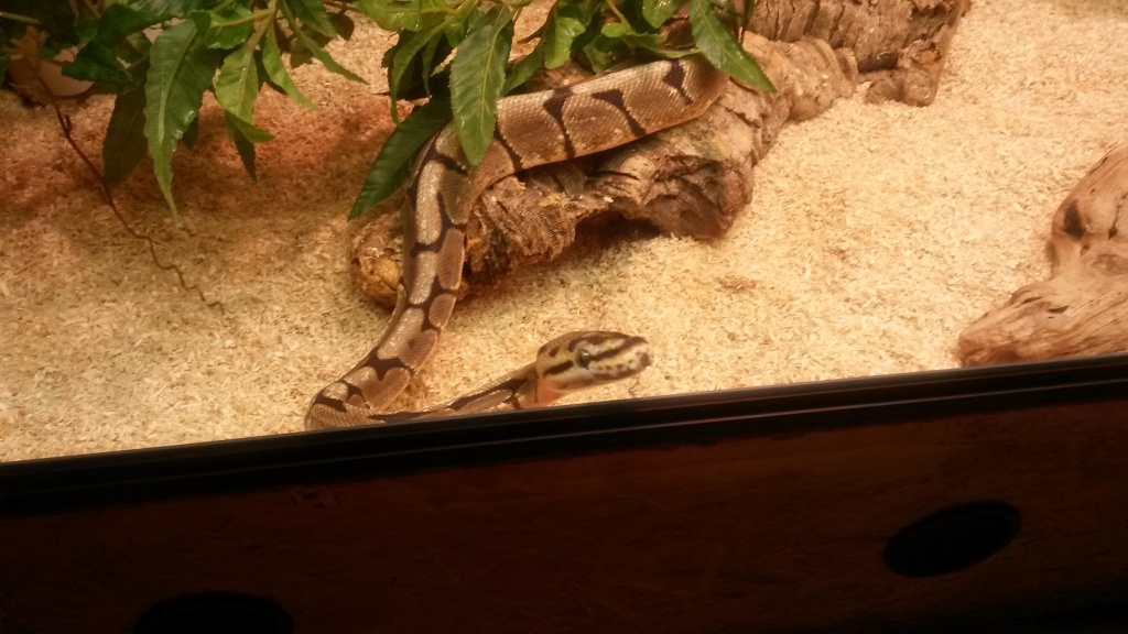Königsphyton Spider Morphe mit oder ohne Terrarium zu verkaufen - Reptilien - Köln