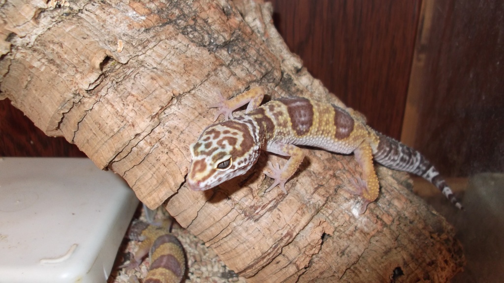 Leopardgeckos - Reptilien - Rosenheim