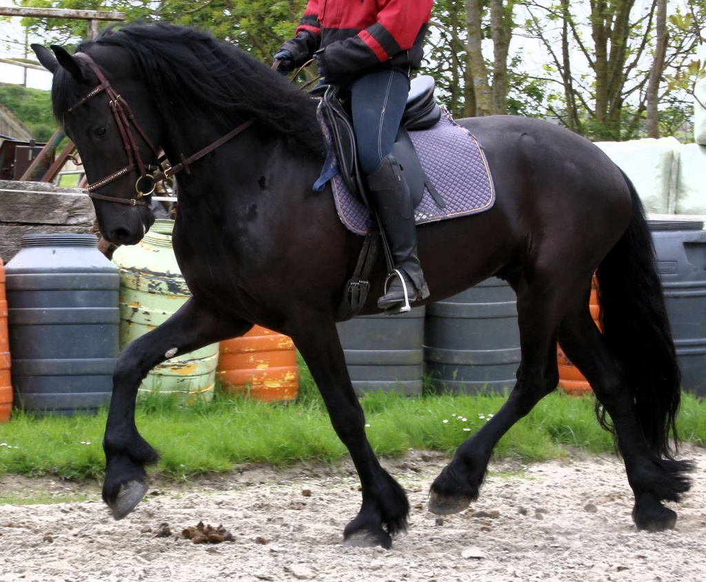 !!Friese für Sport und Freizeit !! - Pferde - Salzburg