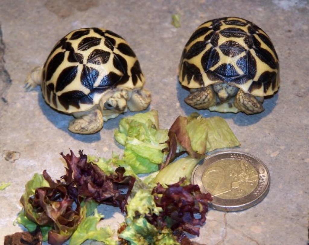 Sternschildkröten (Geochelone elegans) abzugeben - Reptilien - Altenzaun