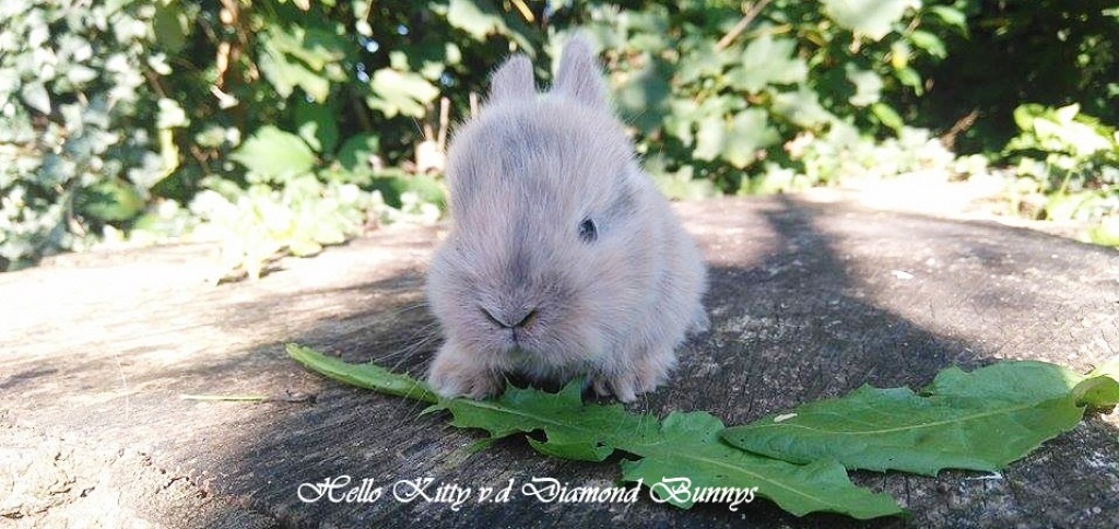 Nachwuchs ♥ - Nagetiere - Schortens