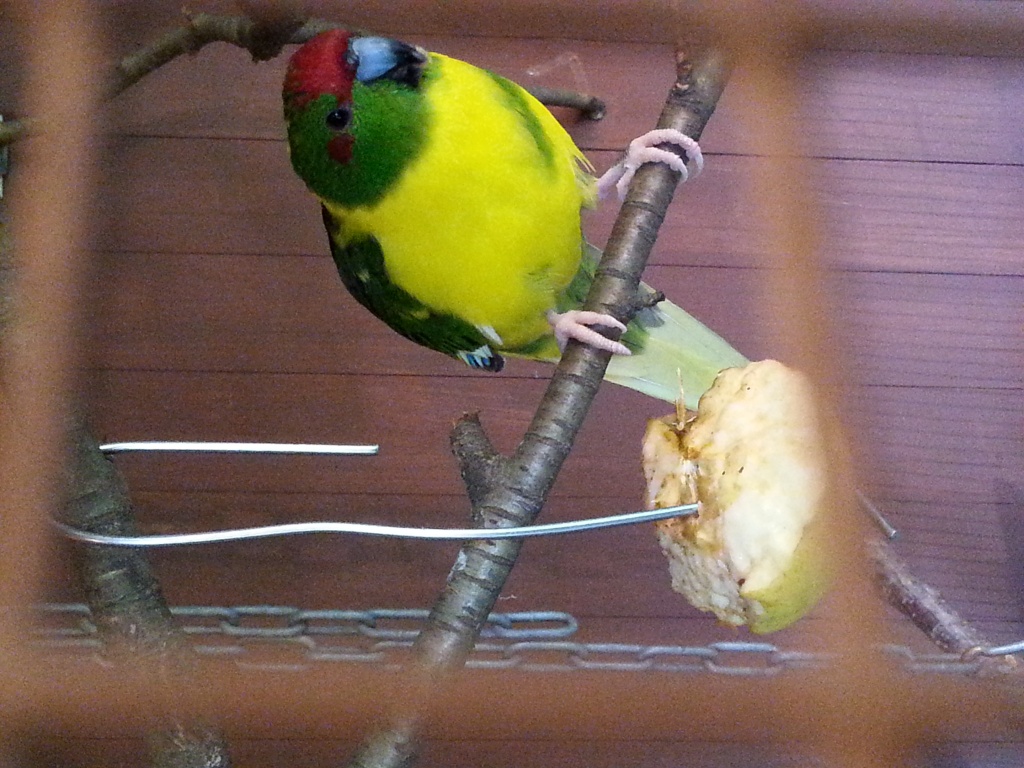 Ziegensittich Männchen - Voegel - Harsewinkel