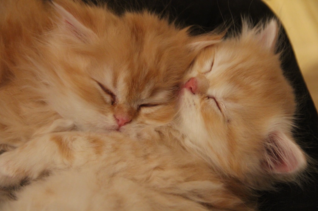 Plüschtiere zum Kuscheln! - Katzen - Düsseldorf