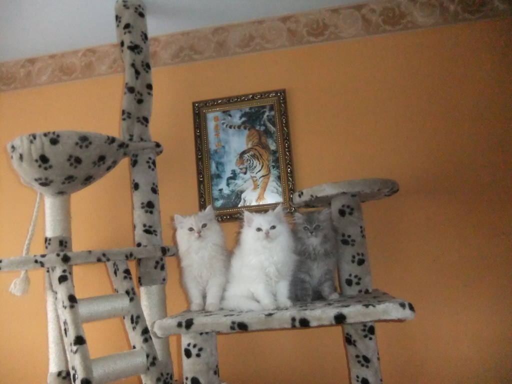Perserkatzen Babys - Katzen - Freiburg im Breisgau