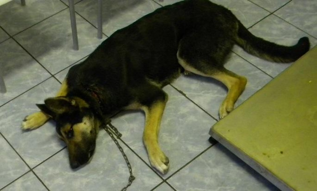 Laura sucht ein Zuahuse - Hunde - Gummersbach