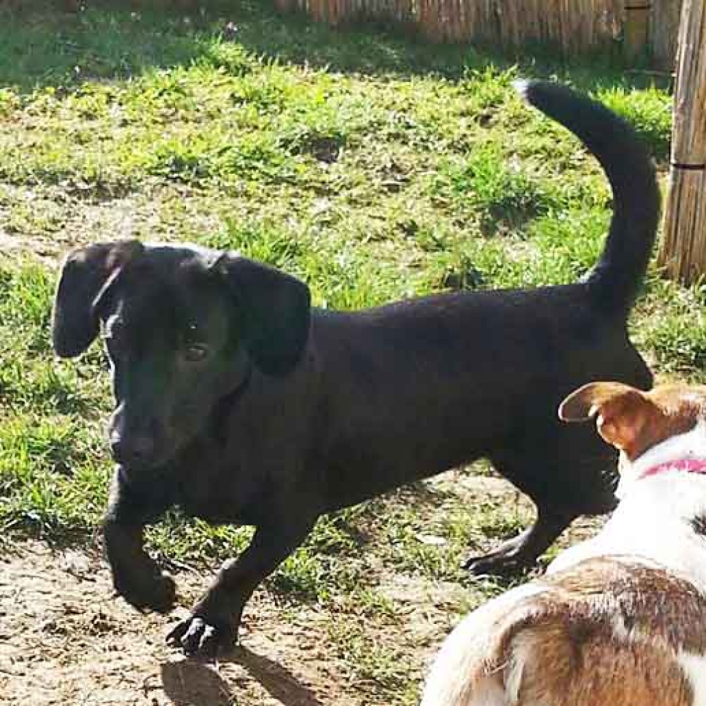 Karin sucht ein Zuhause - Hunde - Meerbusch