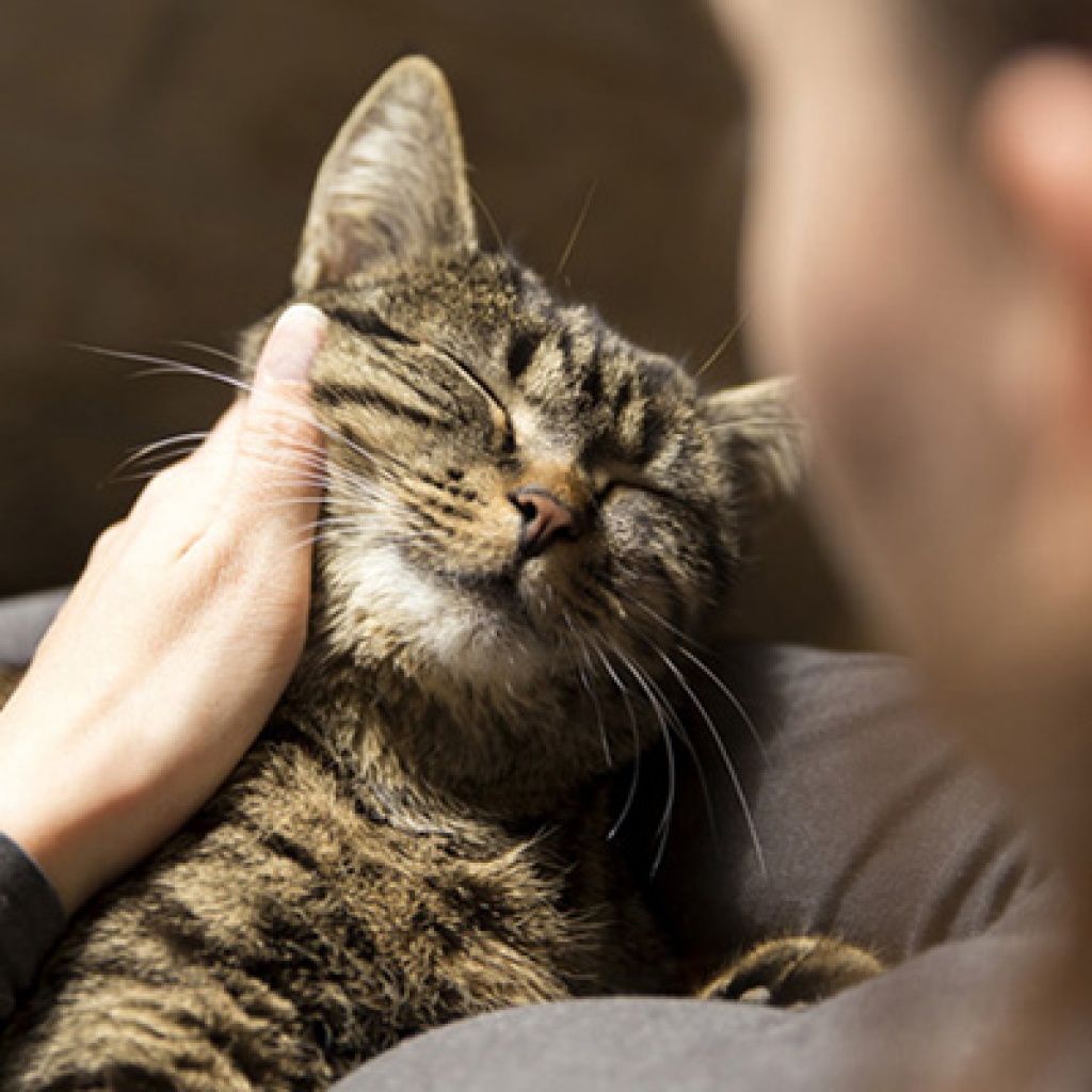 Liebevolle Katzenbetreuung in München - Katzensitter Danny - Katzensitting - Dienstleistungen - München