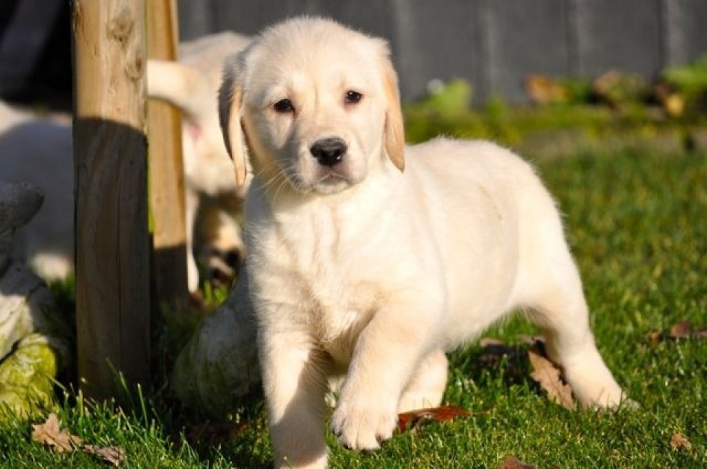 Traum Labrador Welpen in gelb und schwarz suchen noch Familien - Hunde - Frankfurt am Main