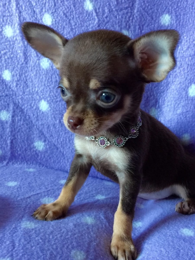 Reinrassige Chihuahuas aus Liebhaberzucht - Hunde - Mainz