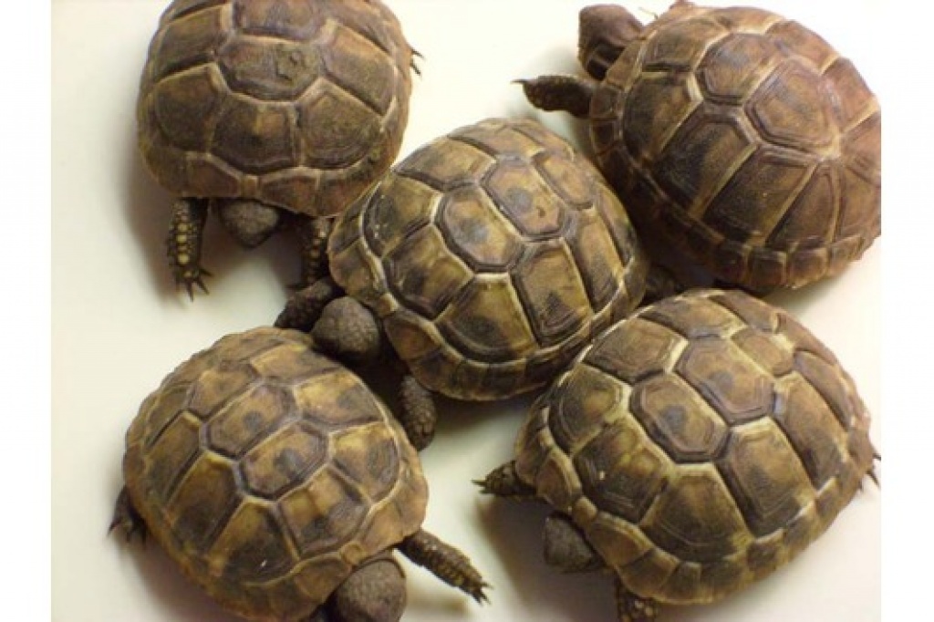 Verkaufe griechische Landschildkröten NZ 2021 - Reptilien - Loburg