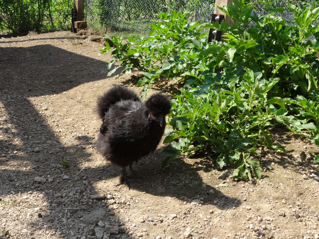 Zwergseidenhuhn schwarz - Nutztiere - Hohenberg an der Eger