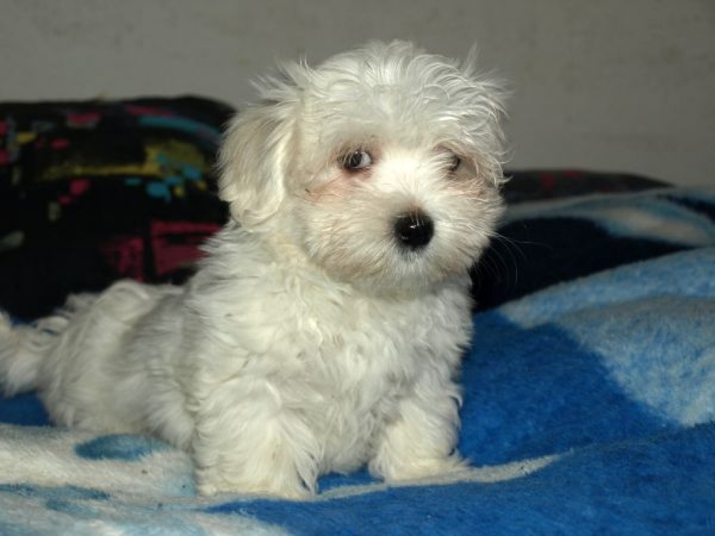 Malteser- Bub sucht Familie zum Kuscheln ... - Hunde - Trebendorf Mühlrose