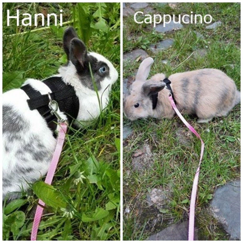 2 super süße liebe Zwergkainchen ohne Käfig u Zubehör - Nagetiere - Wuppertal