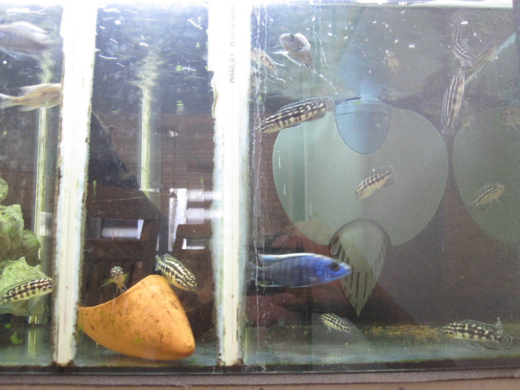 Julidochromis Marlieri - Otopharynx Lithobates sulphur head  Nachzuchten - Fische - Köln