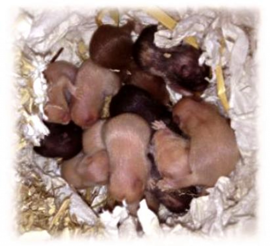 Voranzeige ! Junge Goldhamster suchen ab Mitte April neue Körnergeber ! - Nagetiere - Coburg