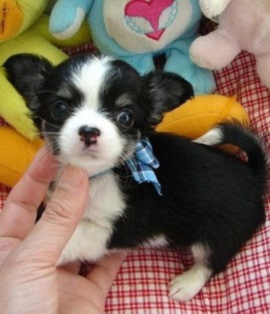 Lustige Chihuahua LH/KH - Hunde - Hamburg