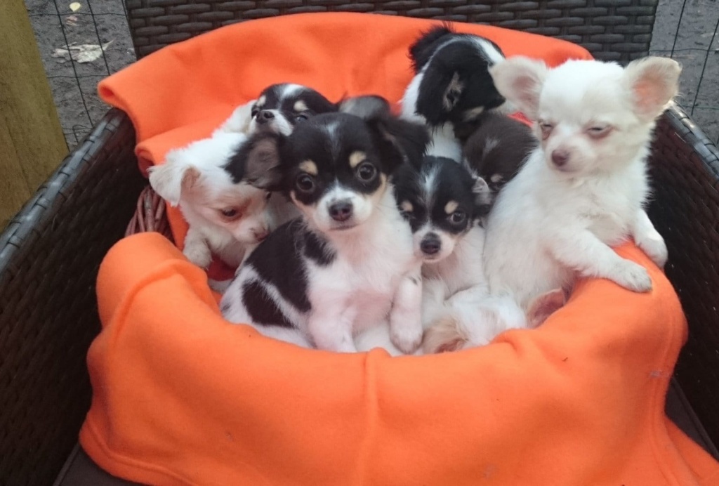 Lustige ChihuahuaWelpen ( VDH/FCI ) ! - Hunde - Klagenfurt