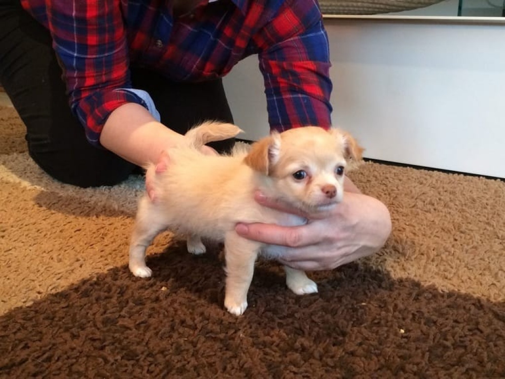 Wunderschöne Chihuahuawelpen in tollen Farben mit VDH-Ahnentafel in liebevolle H - Hunde - Bielefeld