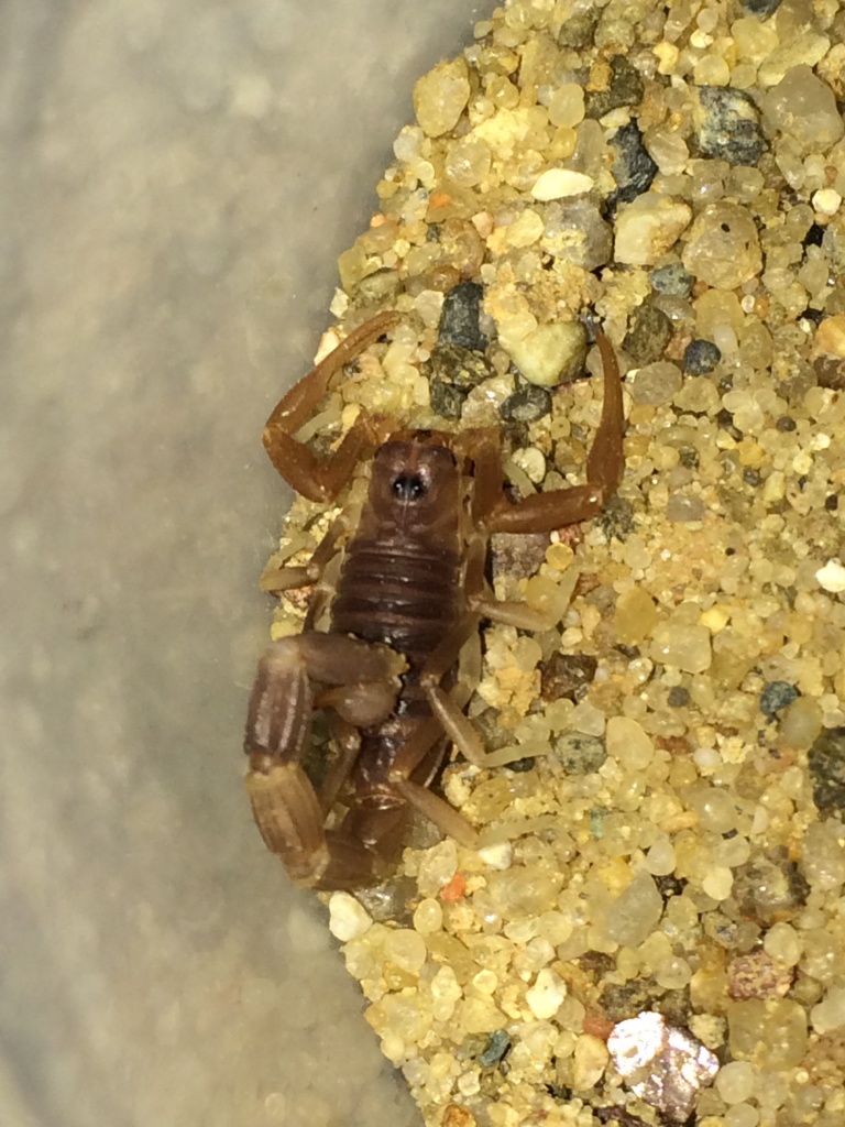 0.0.1 Parabuthus liosoma - Insekten - Edemissen