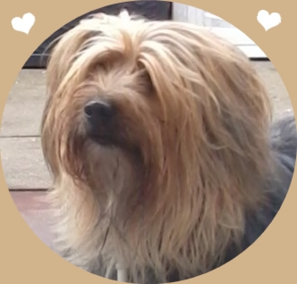 Epilepsie beim Hund - Sonstiges - Bad Salzdetfurth