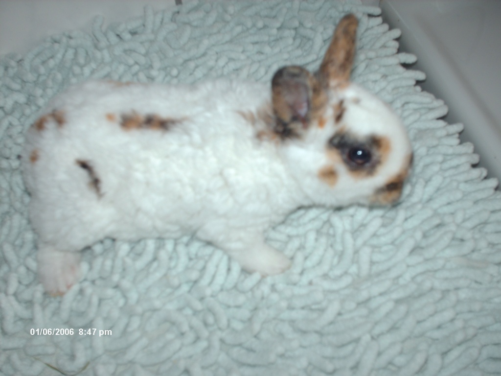 Rex Kaninchen, Zwerg Rex Jungtiere abzugeben - Tierboersen - Haibach