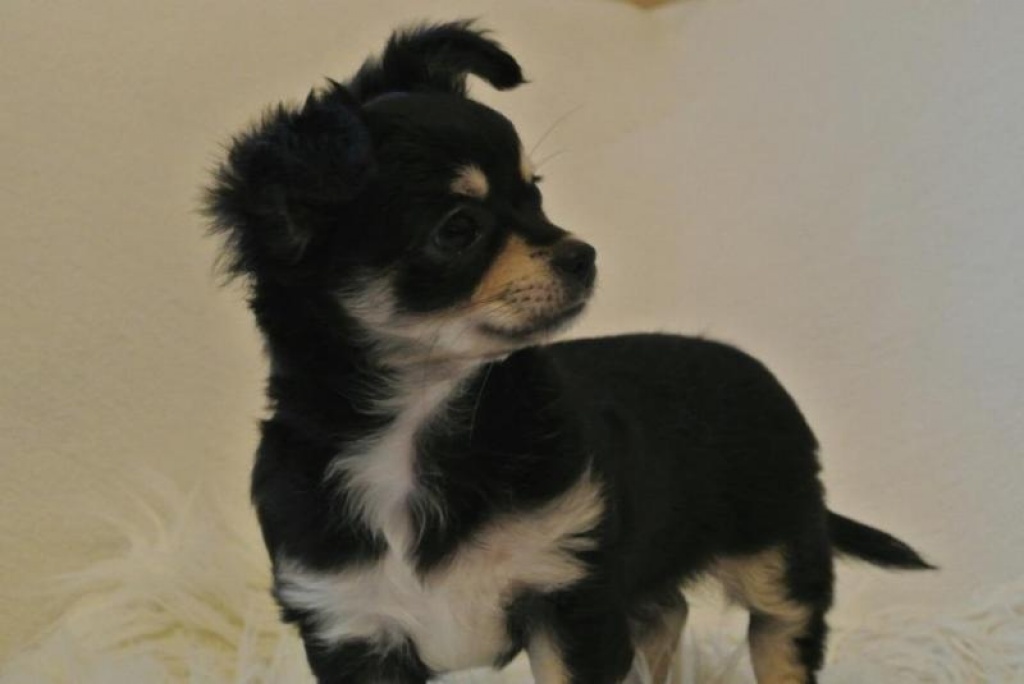 Reinrassige Chihuahuawelpen suchen ein liebevolles Zuhause - Hunde - Hamburg