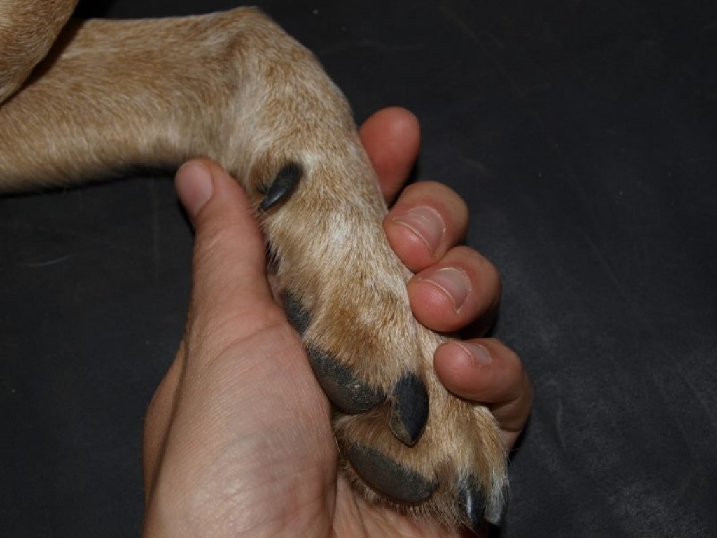 Tierphysiotherapie und Akupunktur für Pferde und Hunde - Dienstleistungen - Wuppertal