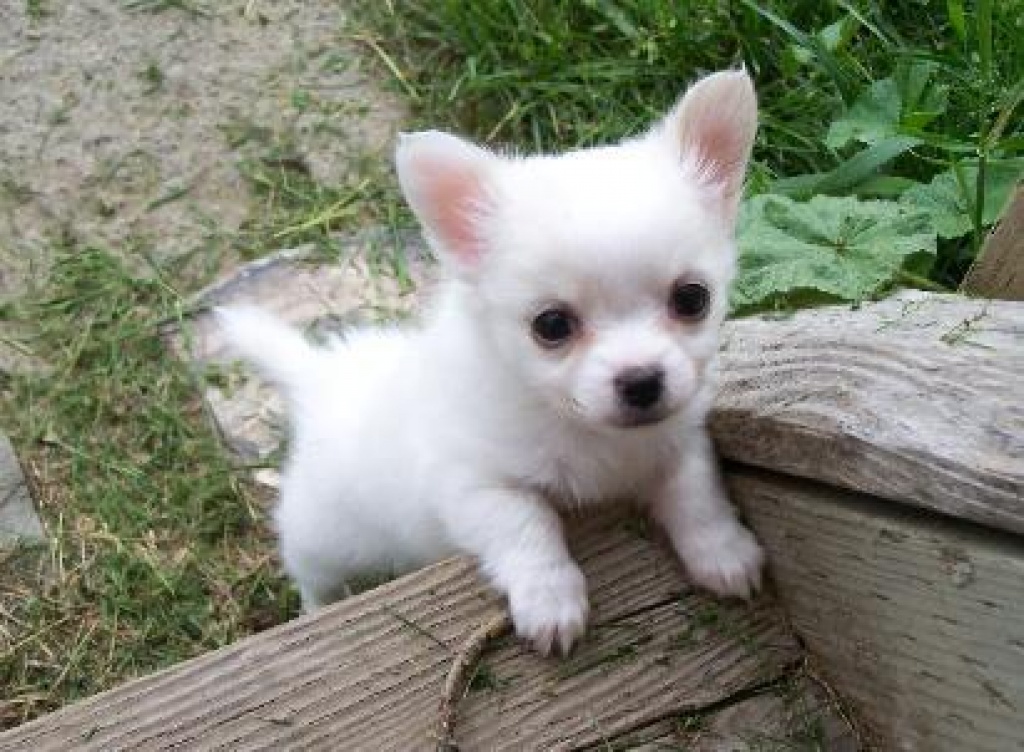 Rassetypische Chihuahua-Welpen Langhaar zu verkaufen - Hunde - Lyss