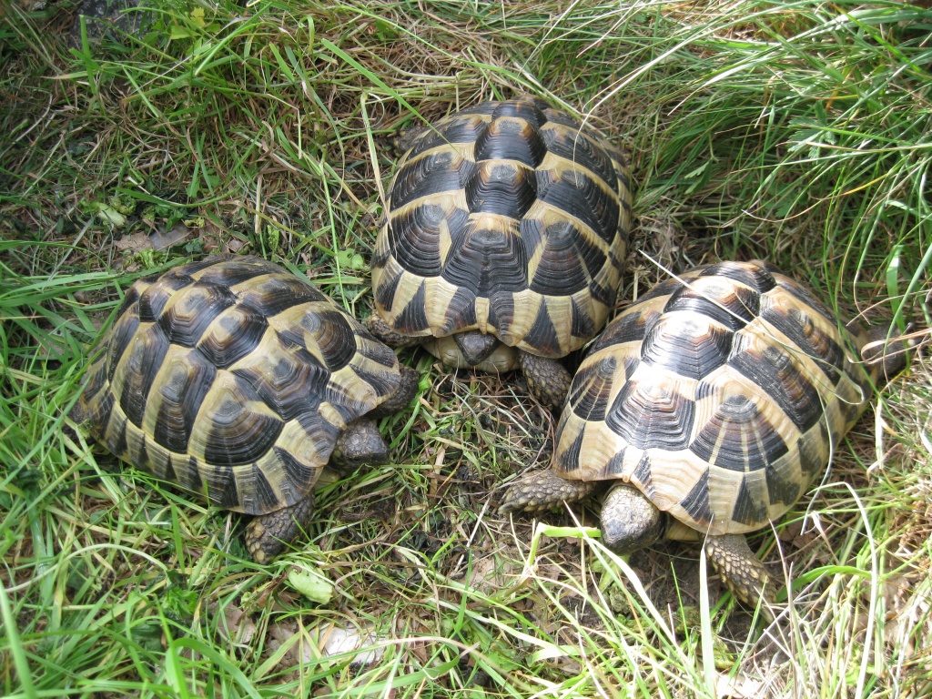 Griechische Landschildkröten (Testudo hermanni) - Reptilien - Delitzsch
