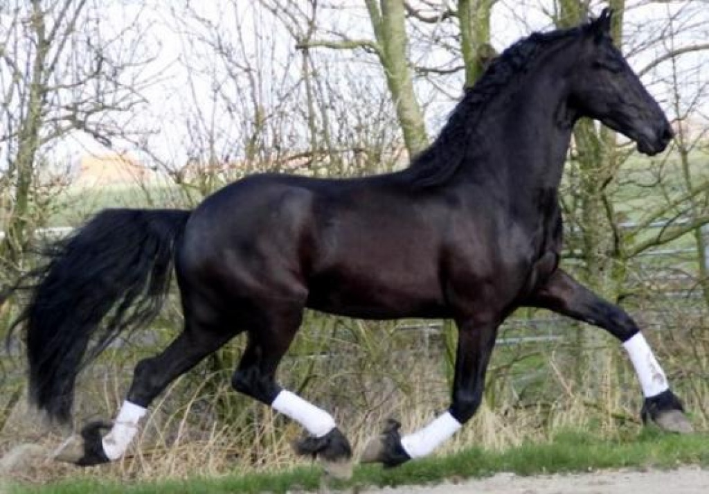 Verkaufe 6 Jahre Friesenstute und Wallach - Pferde - Bremen