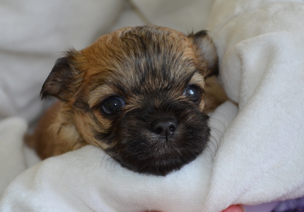 Malteser/ Shih tzu Welpen - Hunde - Breitenhagen