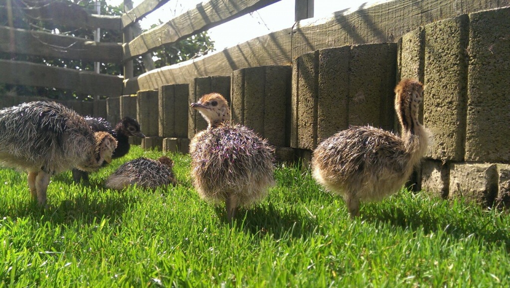 Straußenküken Küken Strauß Strausse aus eigener Zucht - Voegel - Wermelskirchen