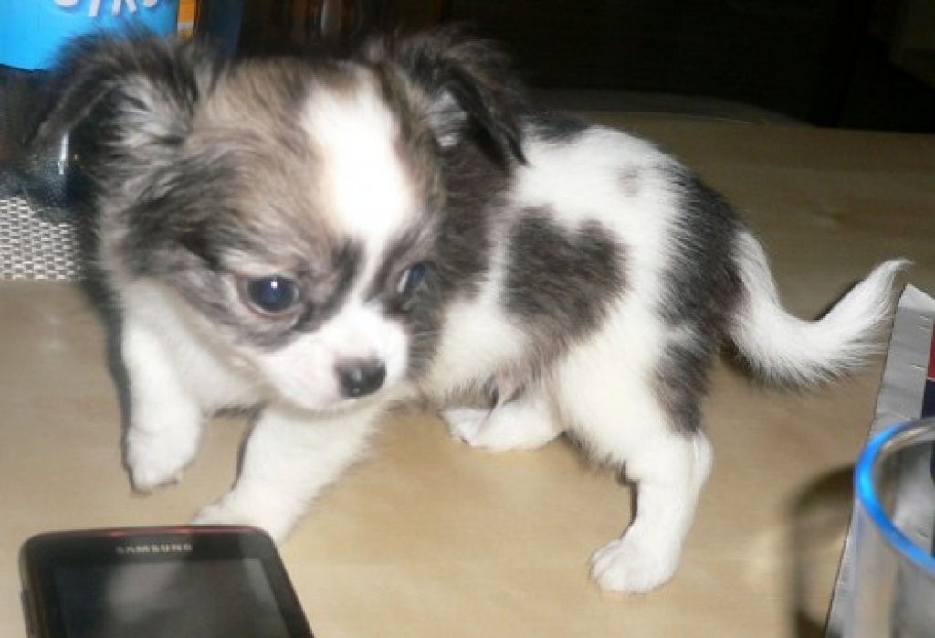 Rassetypische Chihuahua-Welpen Langhaar zu verkaufen - Hunde - frankfurt