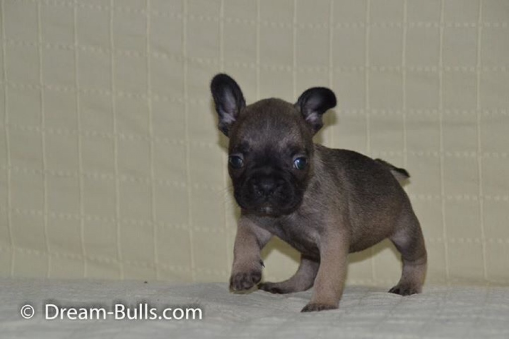 Französische Bulldoggen Welpen Tan und Tan träger - Hunde - Legden