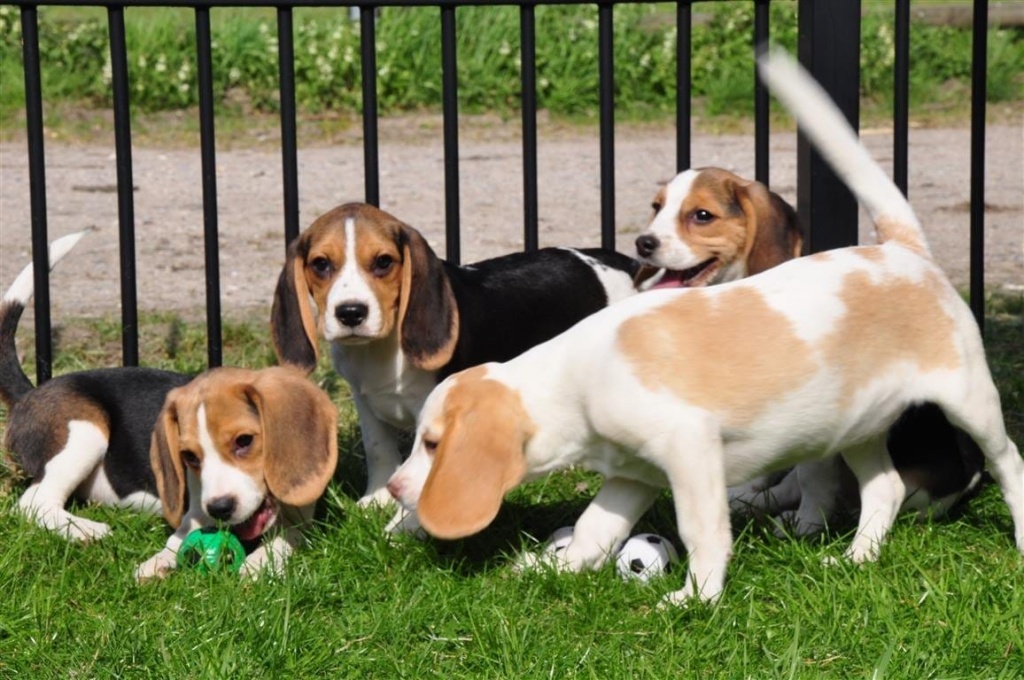 Beagle Welpen mit Ahnenpass - Hunde - Dortmund