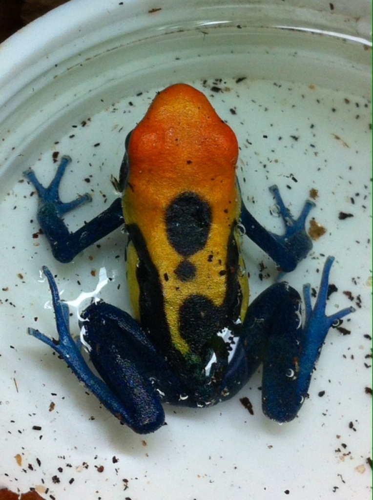 Dendrobates tinctorius Brasilianer Nachzuchten - Amphibien - Oberaudorf