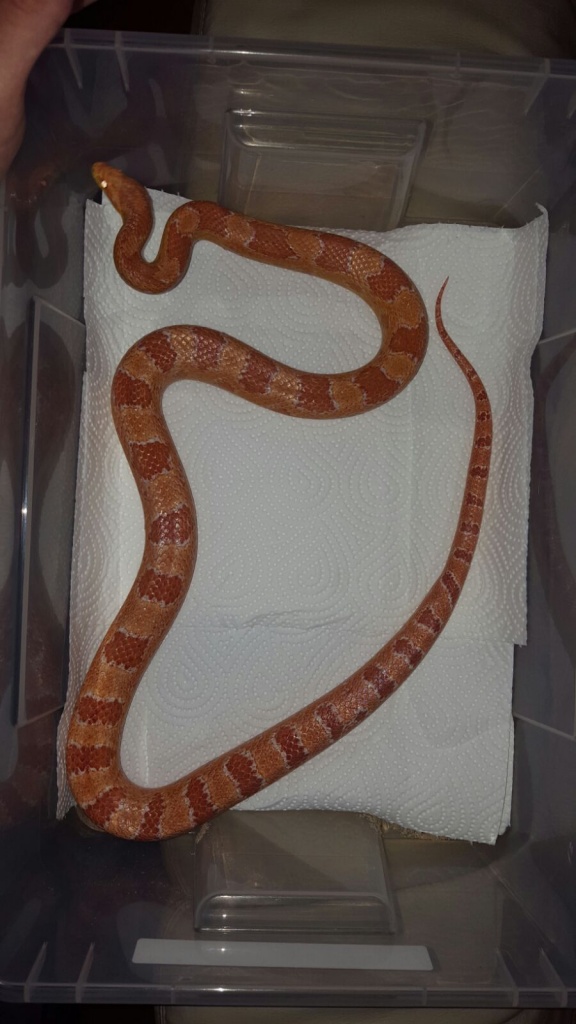 Kornnatter Albino 1.0 NZ 11 - Reptilien - Lauterstein
