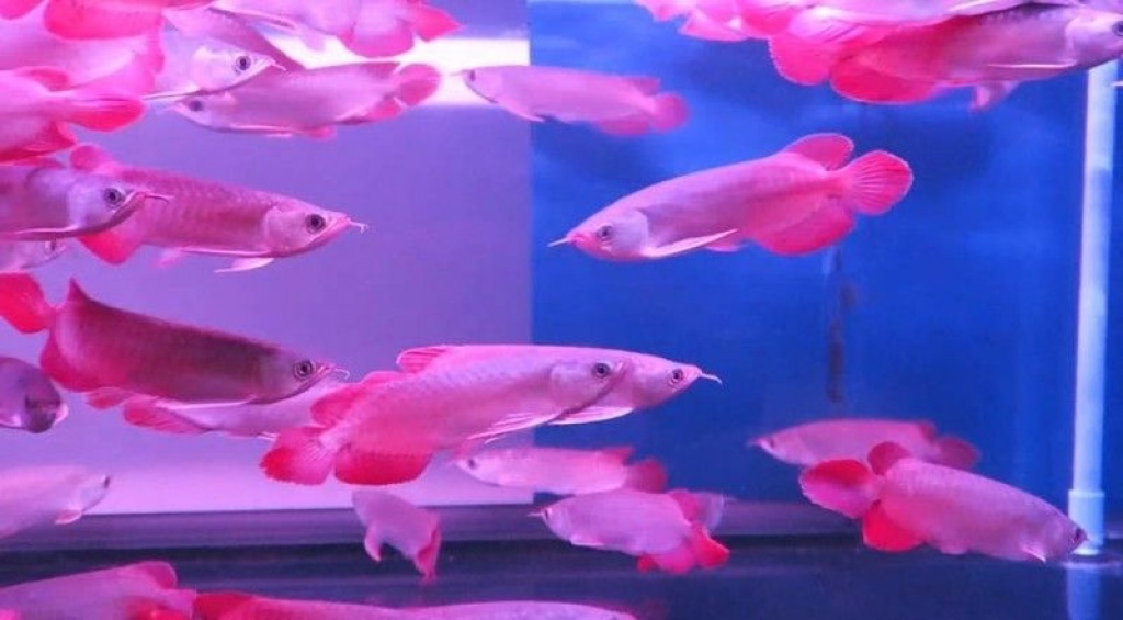 Qualität Arowana Fisch zu verkaufen - Fische - Dortmund
